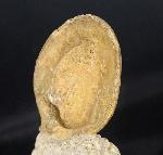 Neocrassina obliqua (LAMARCK 1819) - Bild &copy; FossNet FossilienStore